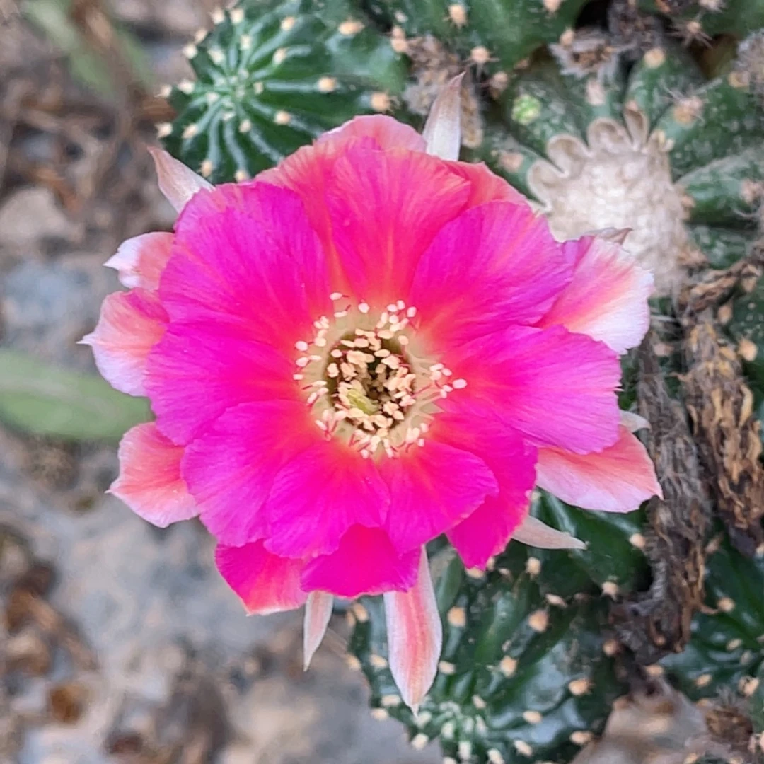 丽花 黄中筋侧芽 歪 满20包邮4公分