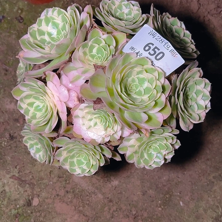 650海仙多肉植物保护