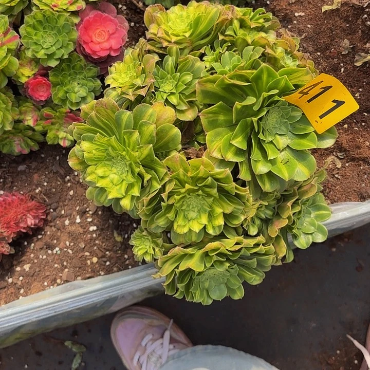 多肉植物福利411