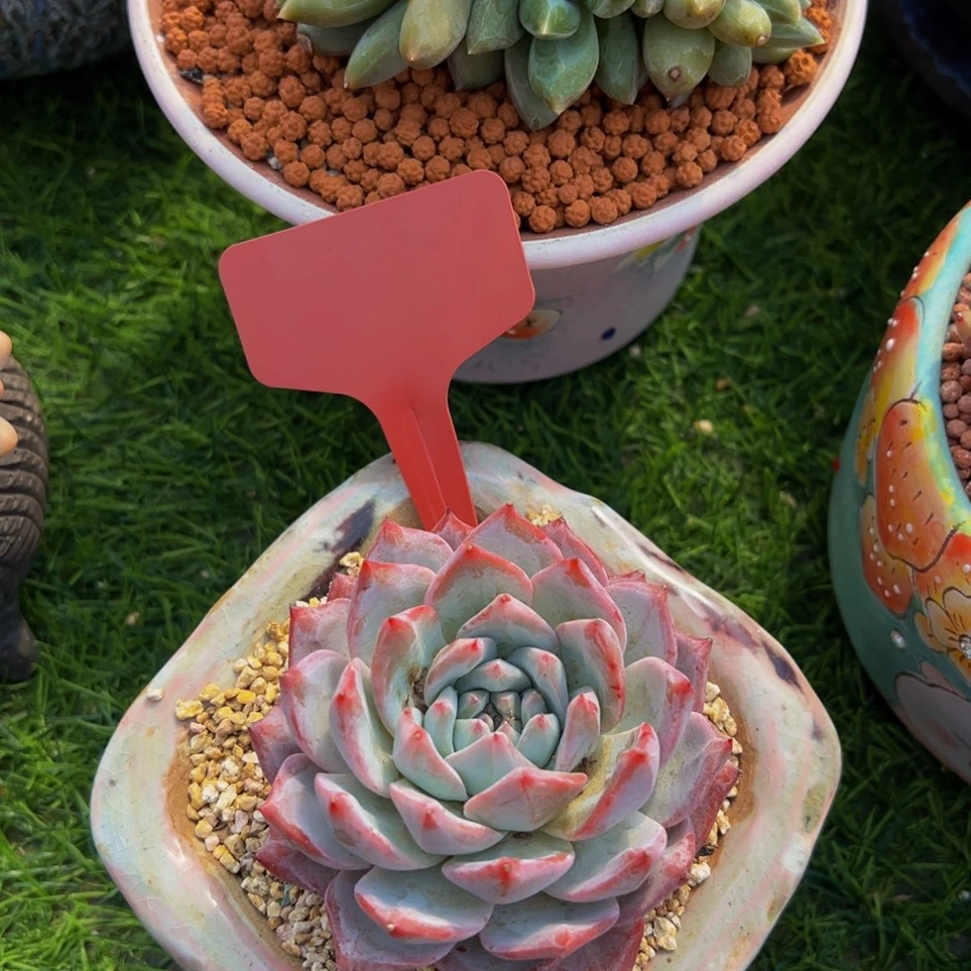 钰**灵粉蓝鸟多肉植物