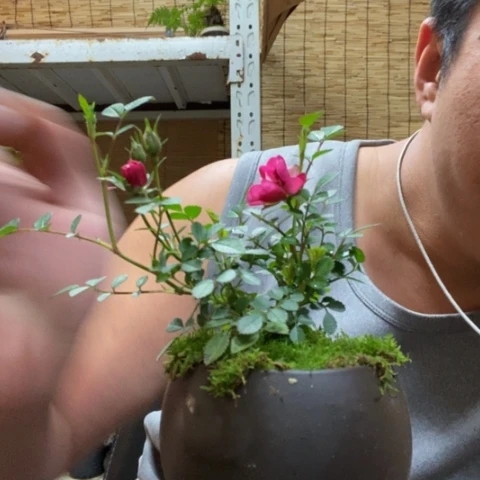 红陶一物一拍所见即所得216