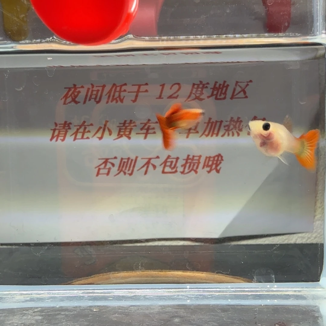 孔雀鱼全红短体一组18