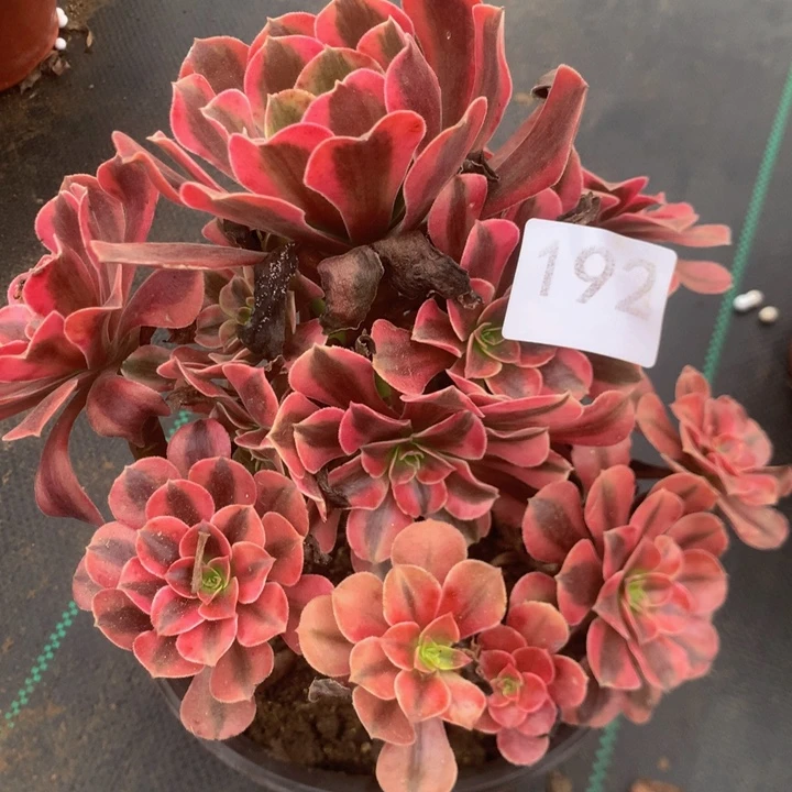 192凤冠多肉多植物