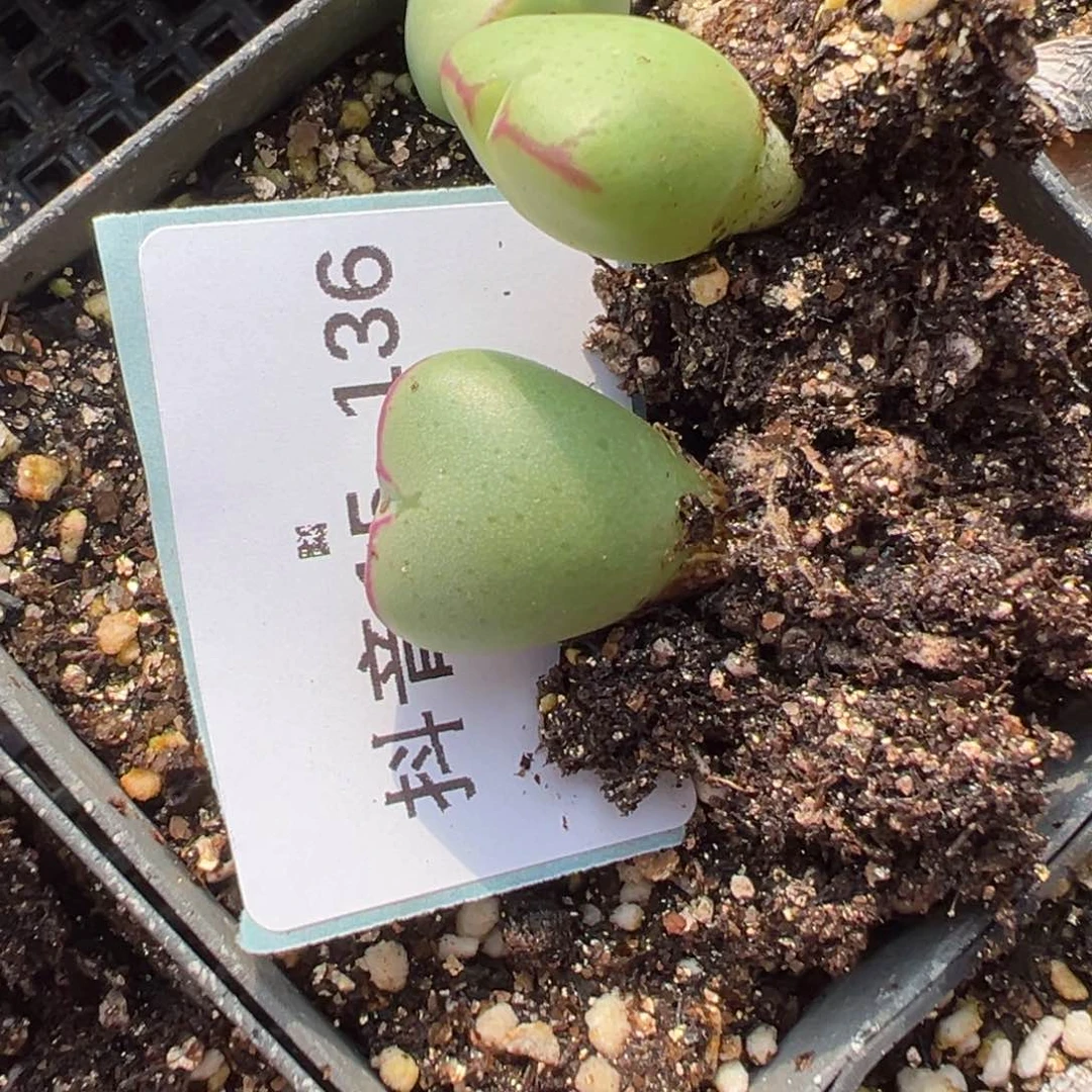 15-136量拍少将5颗