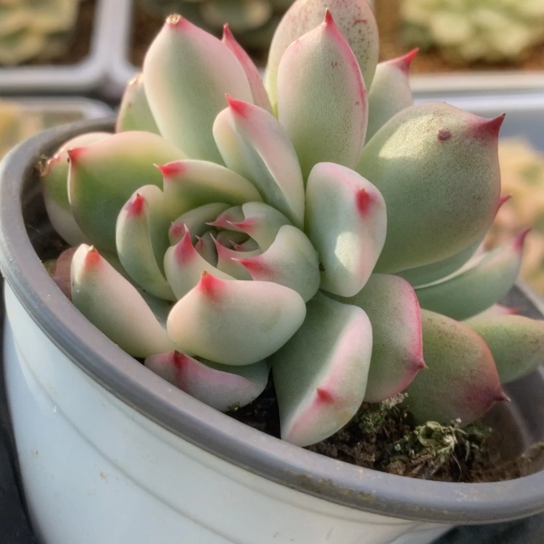 130锦锦锦锦锦锦锦锦