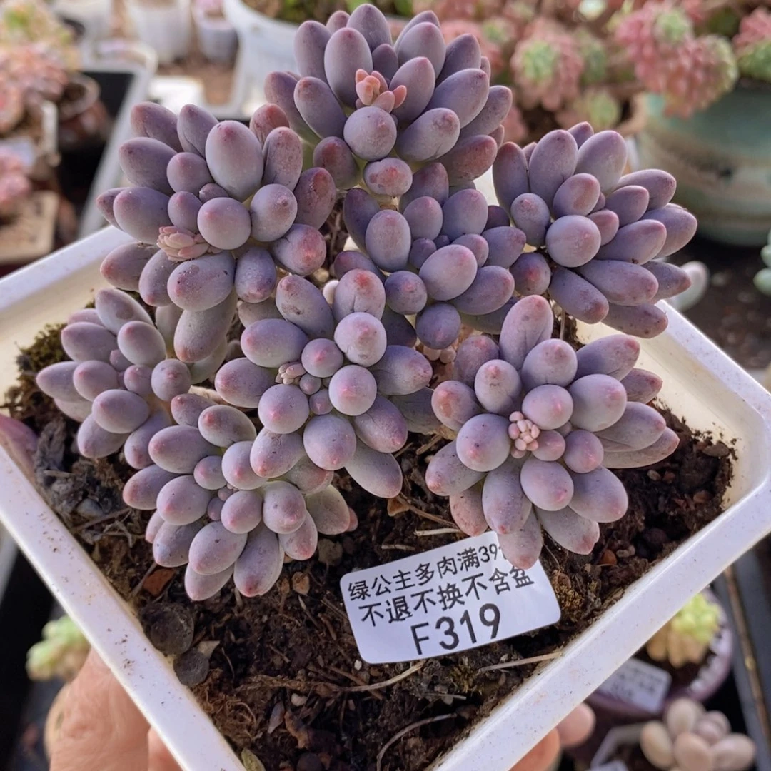 婴儿手指老桩12cm319多肉植物