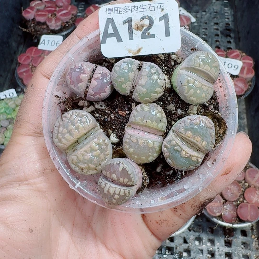 121多肉植物多肉植物