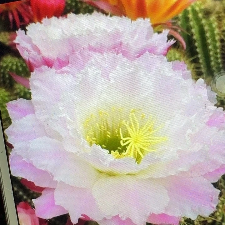 柠檬心侧芽5公分左右毛花柱（20包邮）