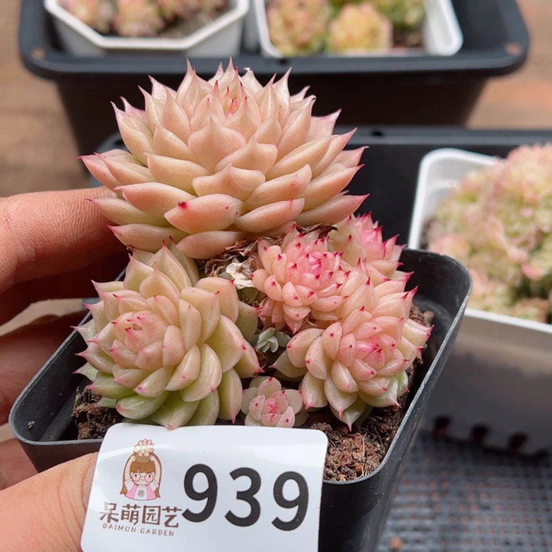 多肉植物多肉植物