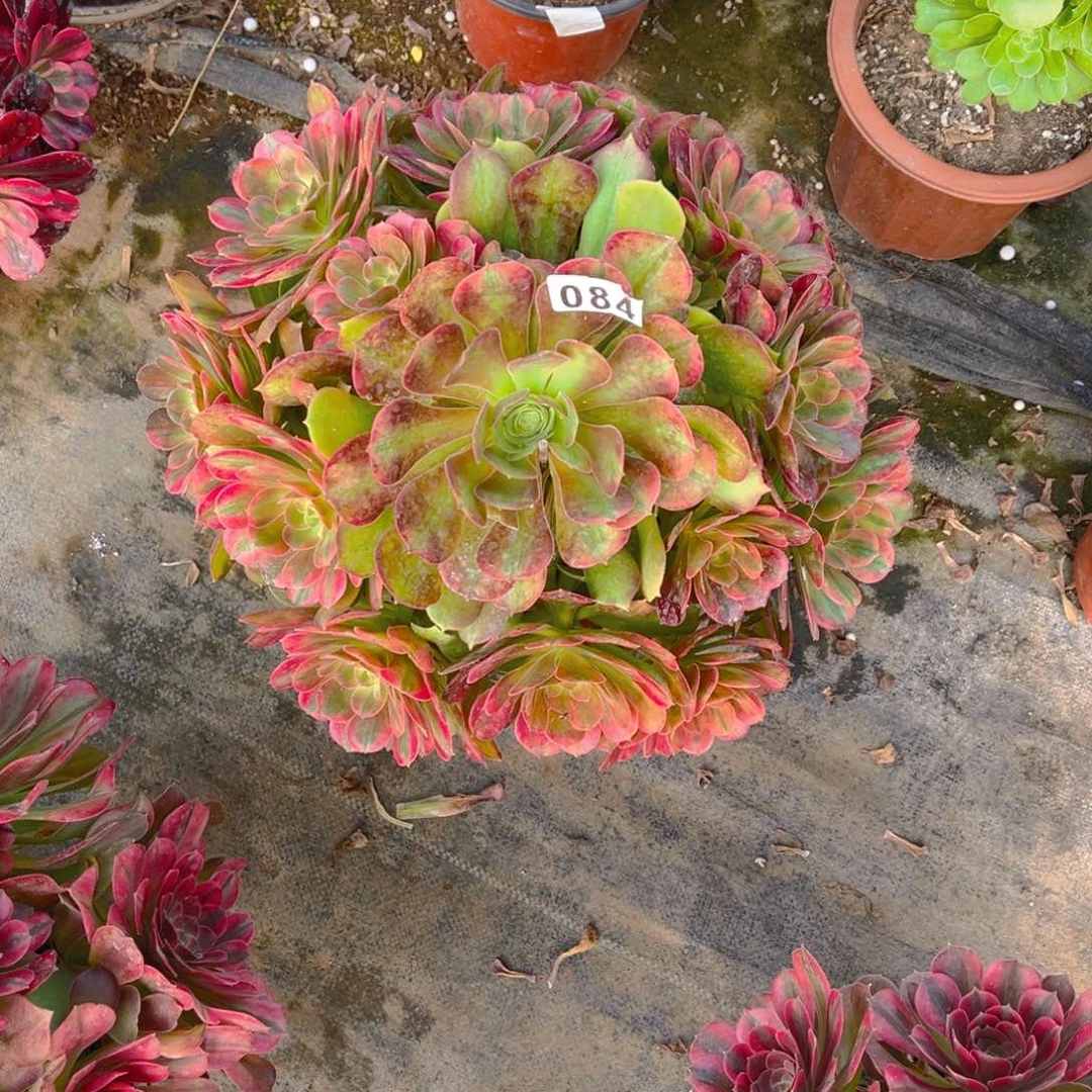 【闪购商品】雅典娜084多肉