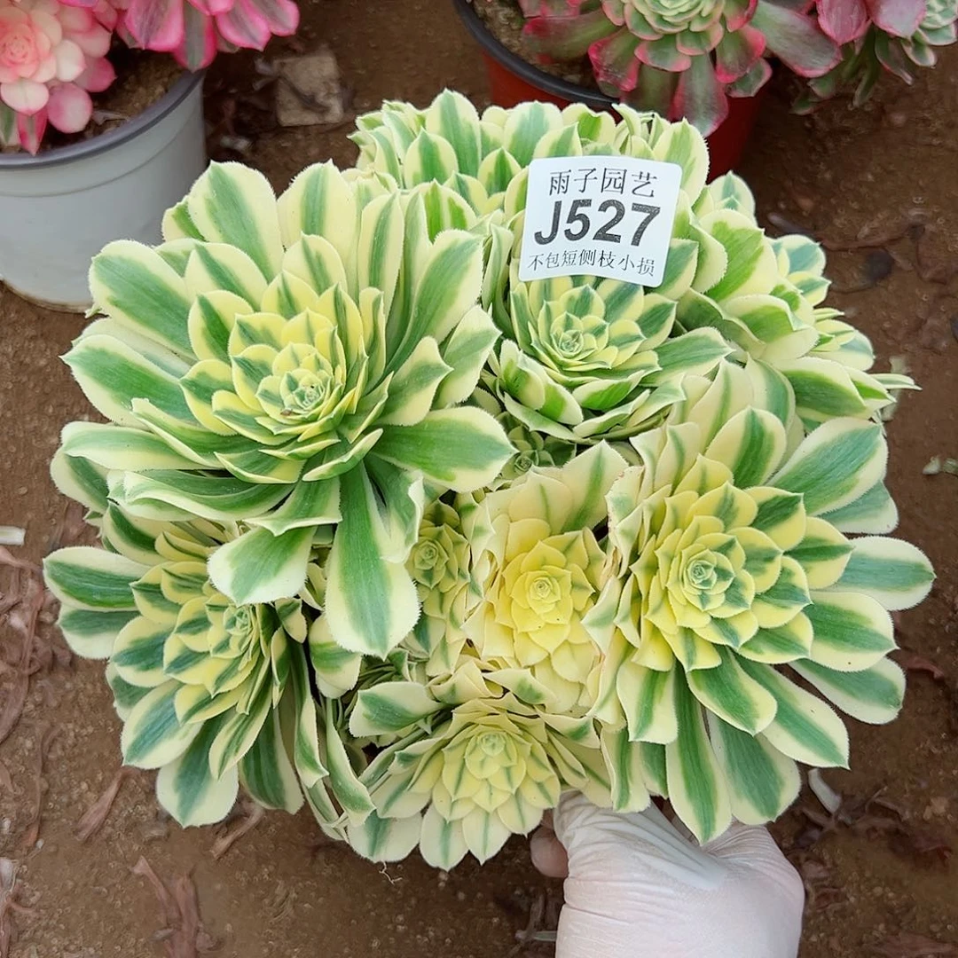 527迈巴赫尺寸25左右