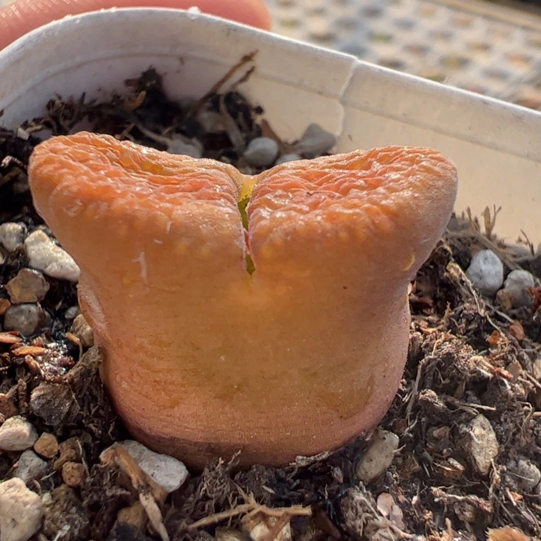 蛋糕多肉植物百科1