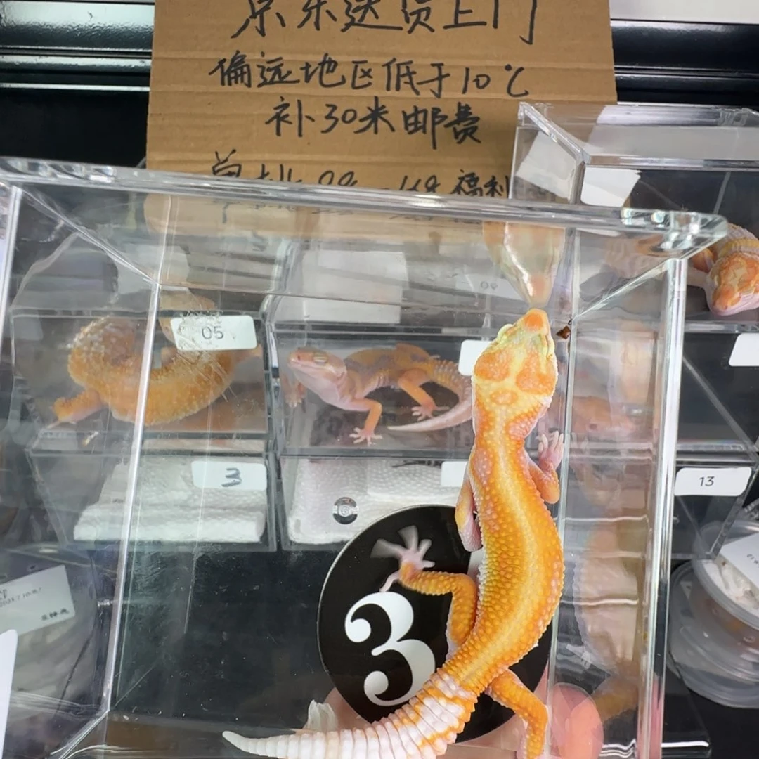 豹纹守宫白黄暴龙妹妹