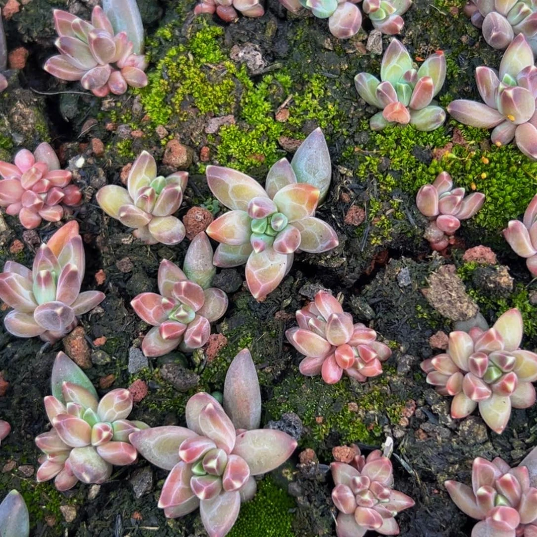 15颗大小不等大小不等