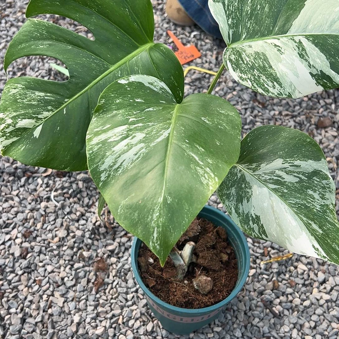 完全开放白龟1随机发货不售后随机发货