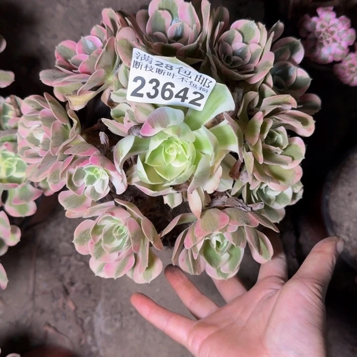 23642南女郎多肉植物