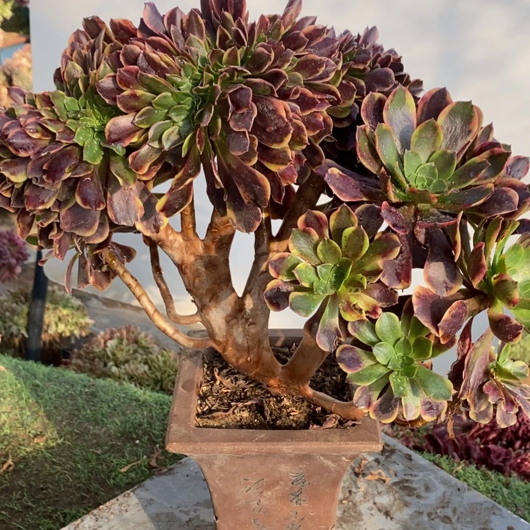 完全开放6345号欧嘉莉缀化1颗多肉