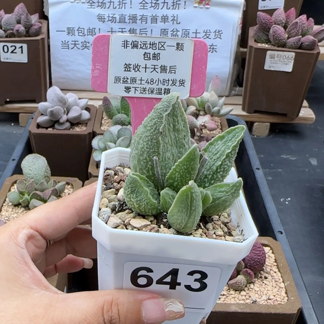 643绿皮多肉植物
