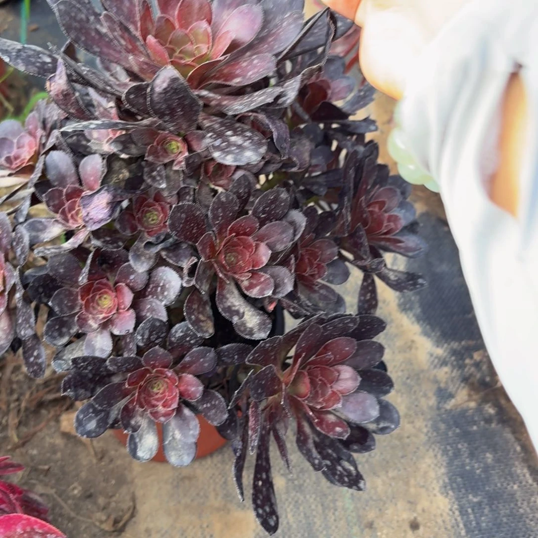 无花朵471多肉植物捧花的