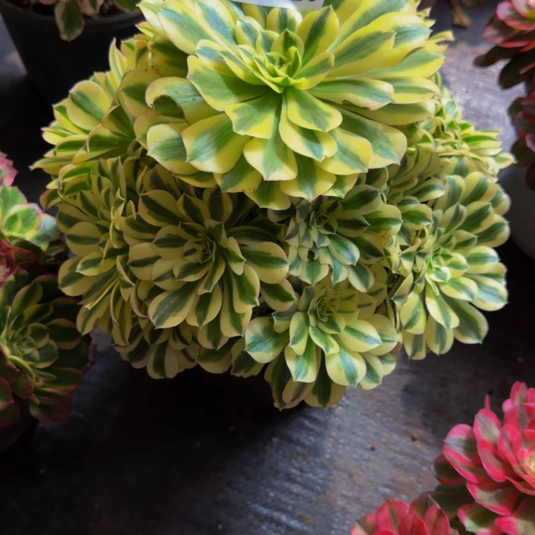 920多肉植物法师号