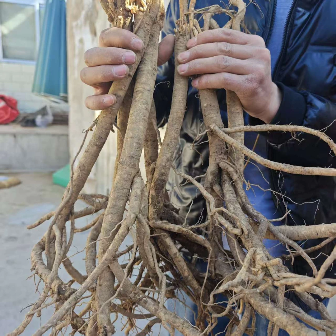 2025种植黄芪专拍链接