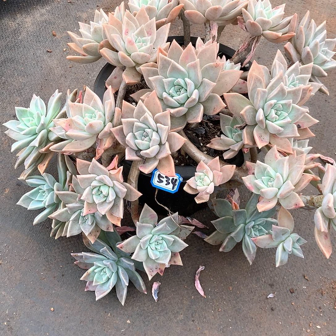 S***苏534 血色黄昏 一物一拍多肉