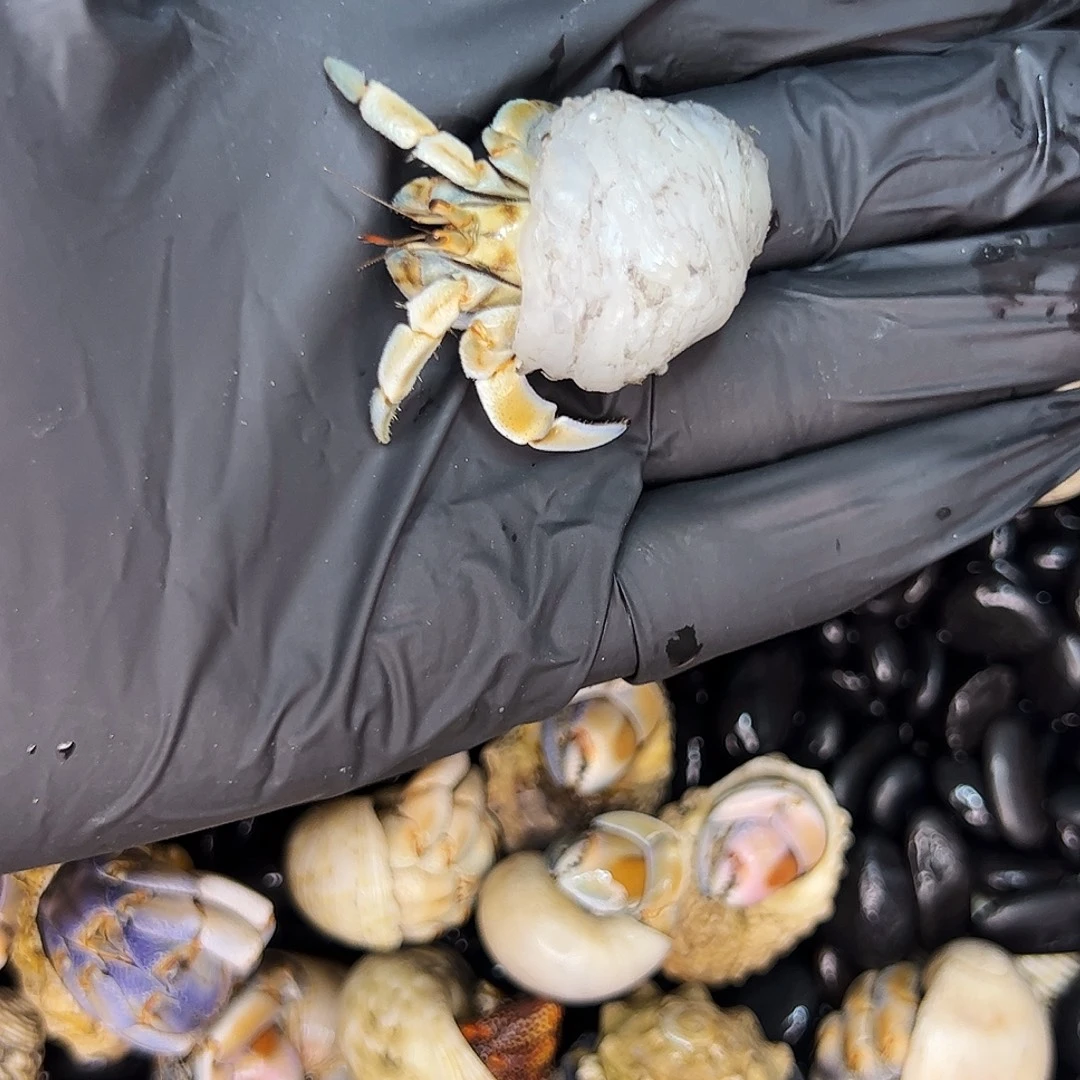 穿热融胶壳的小异色1.52