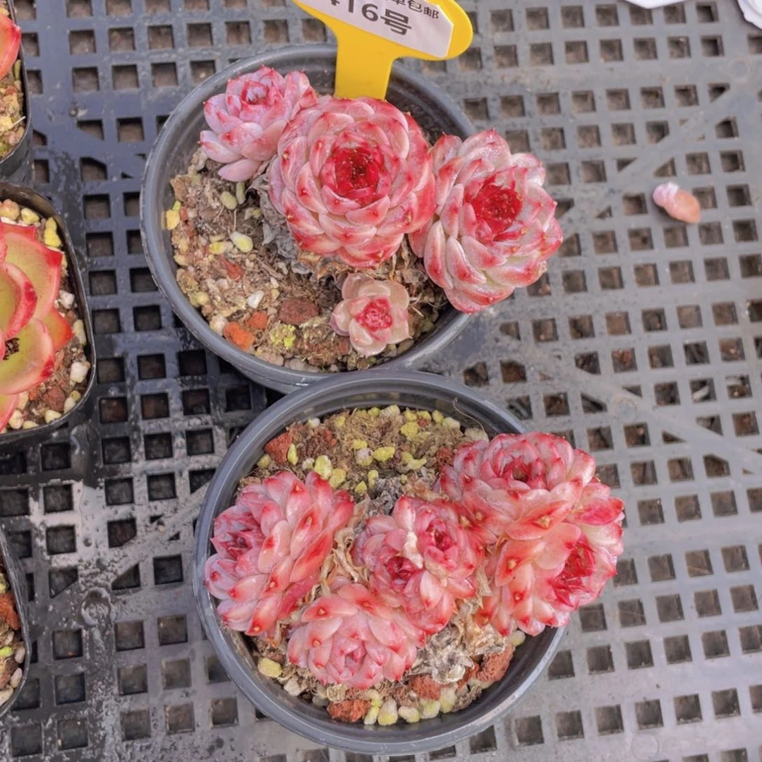 416号红丝绒糖心韩版天鹅绒群生老桩一个