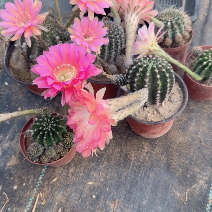 伽*6个实生彩草花开