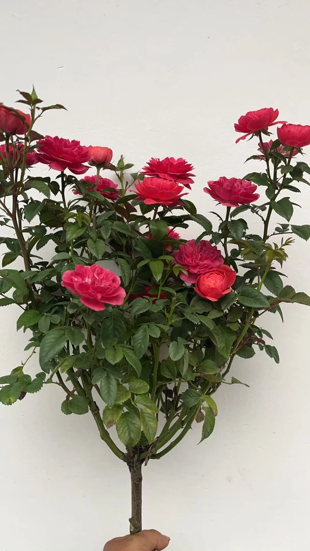 浓香型香水玫瑰盆栽花卉耐寒适合庭院阳台种植