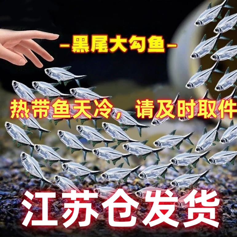 【江苏仓发货】黑尾大勾鱼小型热带观赏活体适合草缸群游一眉道人
