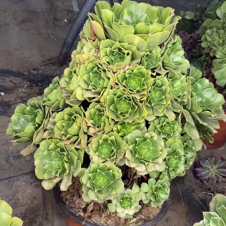 绿羊绒多肉植物50