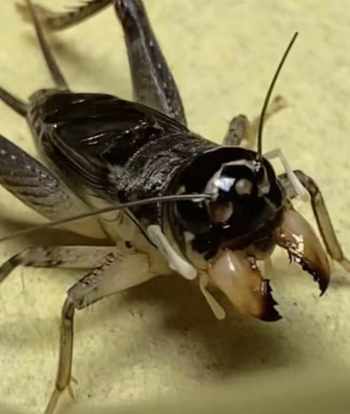 德州精品野生蟋蟀