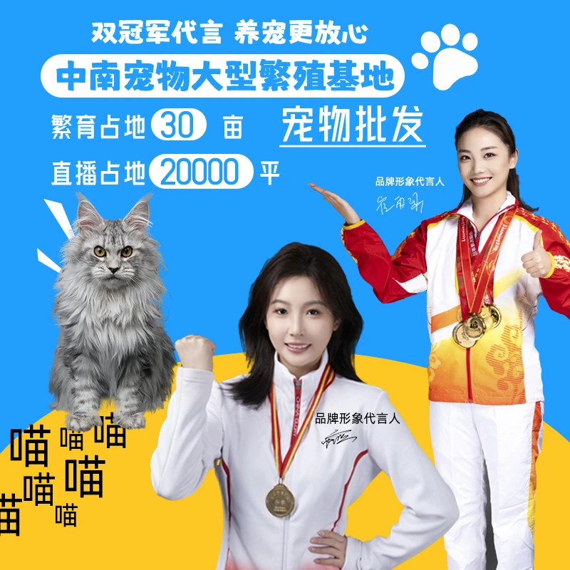 【千猫宠业】冠军代言品牌  品牌质保健康猫咪 当天拍当天发