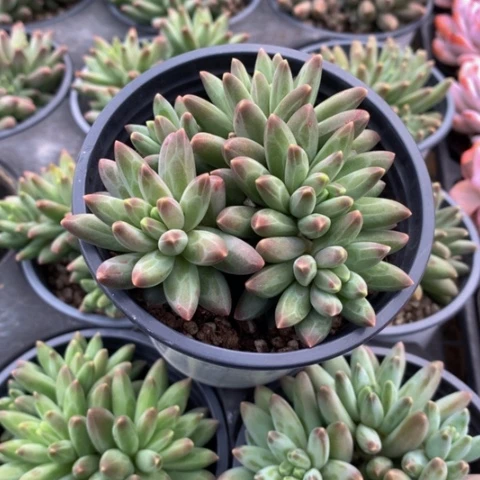 伊卡鲁斯群。