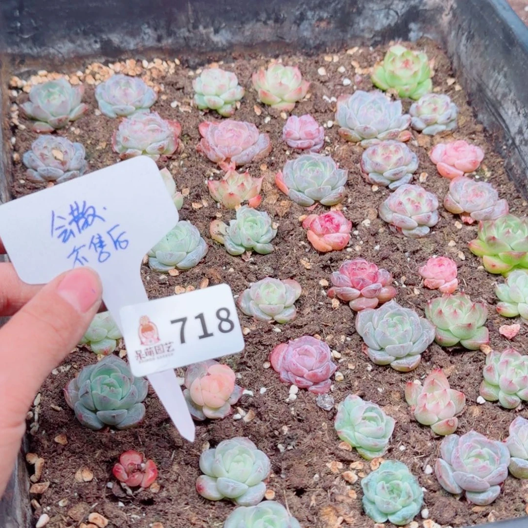 多肉植物多肉植物