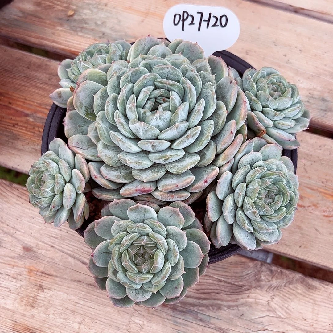 0927-120白恋群。。。。。