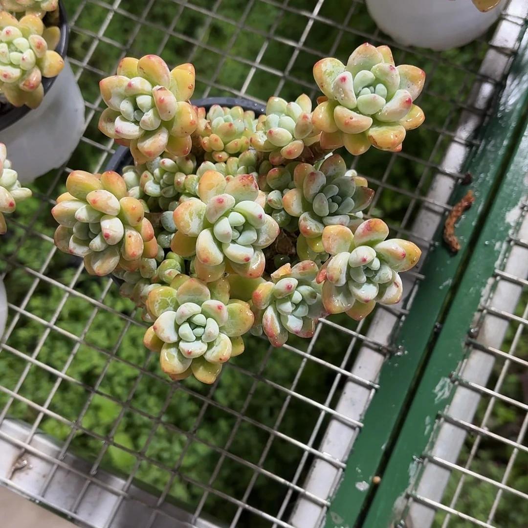 香水劳尔12㎝盆爆盆