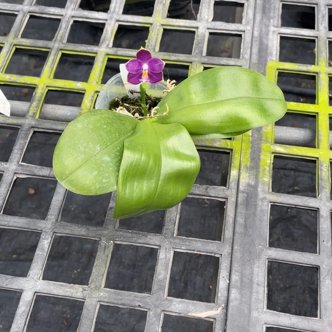 完全开放2.5狗子，开花株