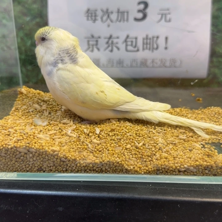 虎皮鹦鹉大头虎皮鹦鹉