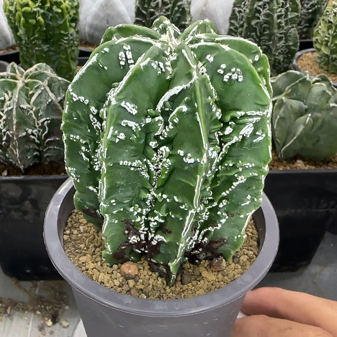 核桃鸾凤玉实生根004
