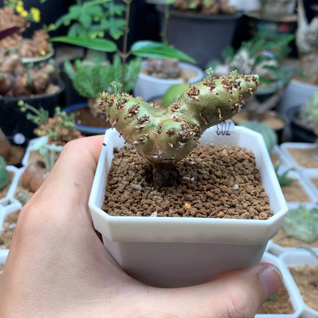白皮月界带盆发货703