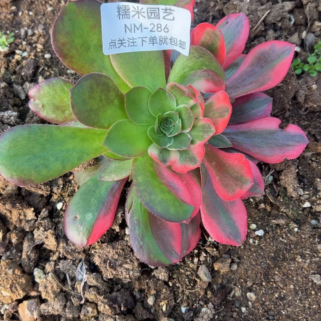 女妖阴阳多肉植物286