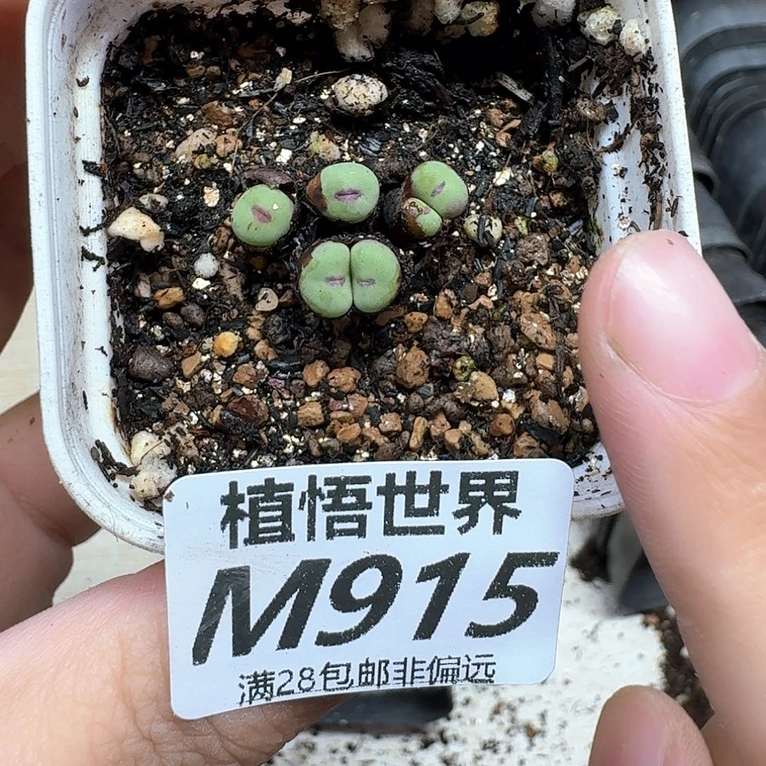 多肉植物的润泽地f