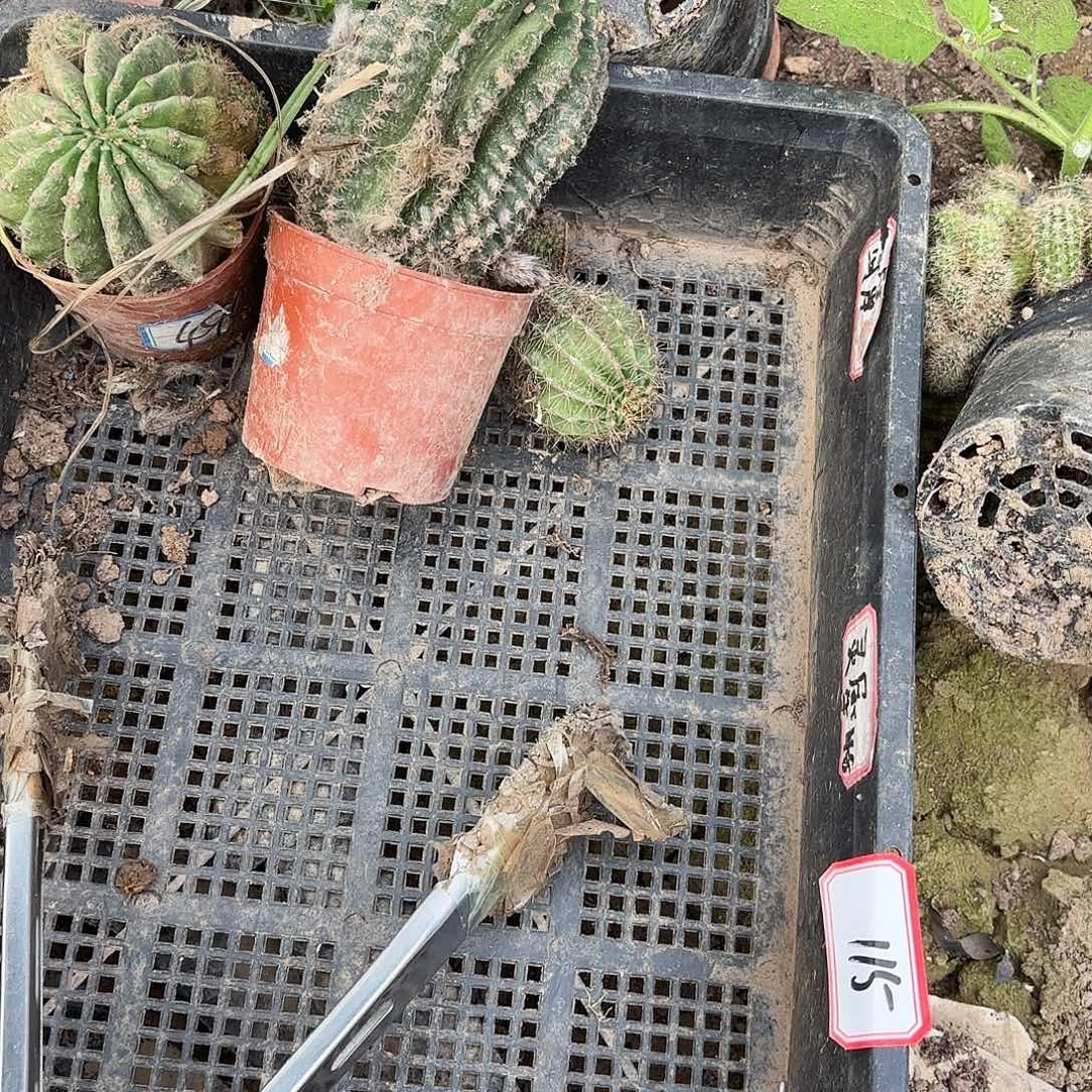 115 瑕疵瘦无售后