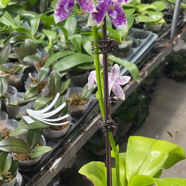 吉***美完全开放万湾花苗 蓝白跳交蓝鹦鹉 2.5寸