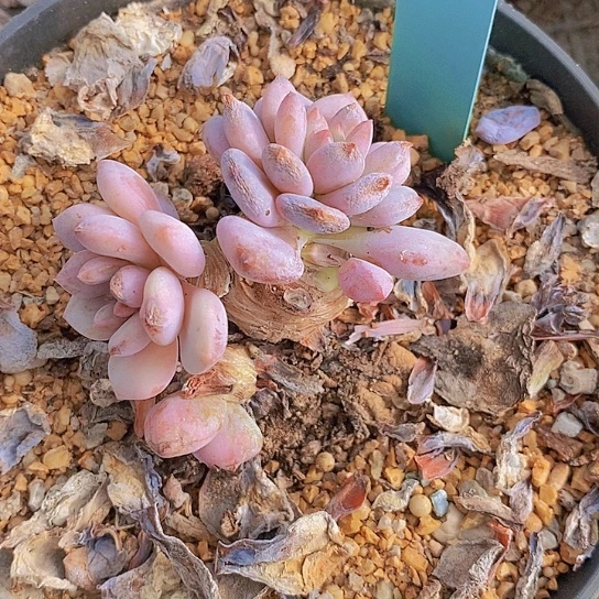 我***～796多肉植物老桩