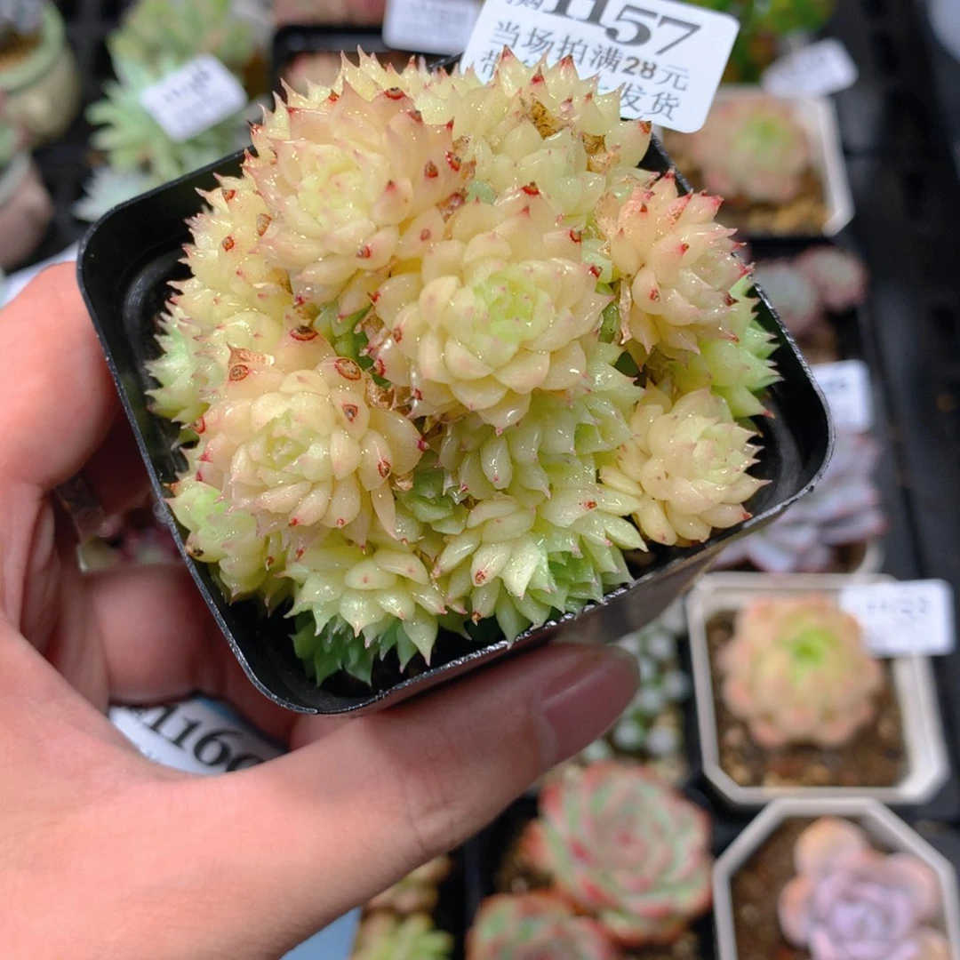 5厘米盆精控多肉1157