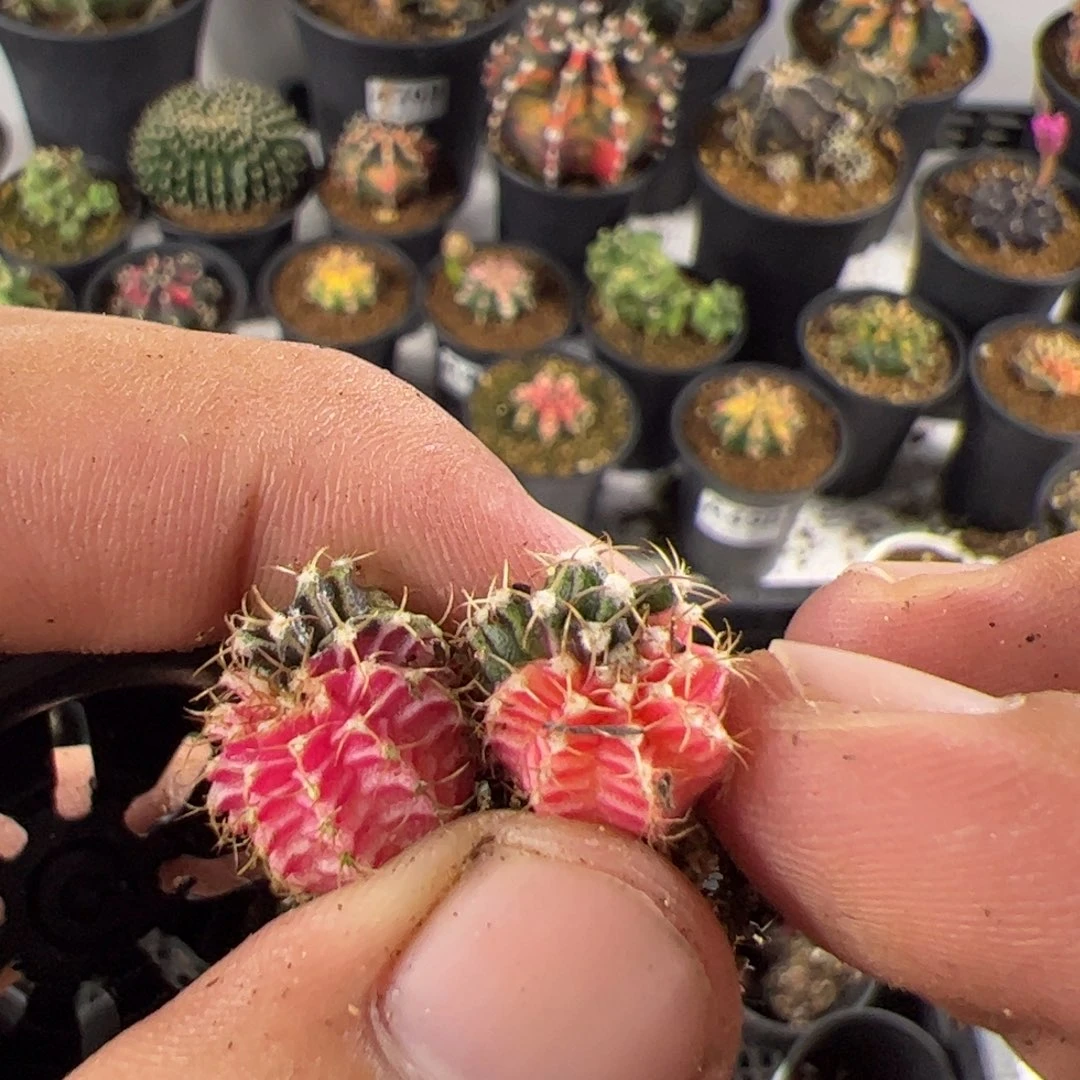 当前无花栽培后可以开花425