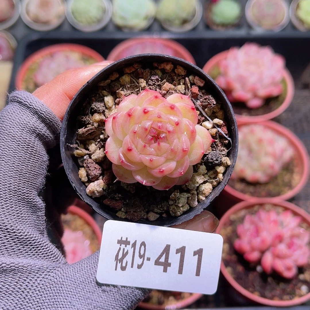 花 19-411海王单头
